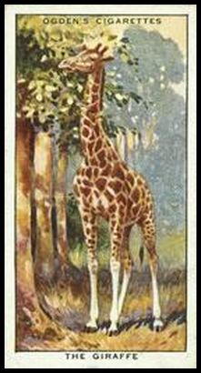 11 Giraffe